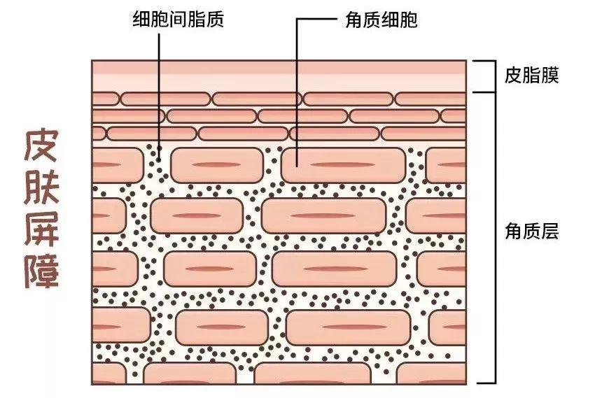 皮肤结构